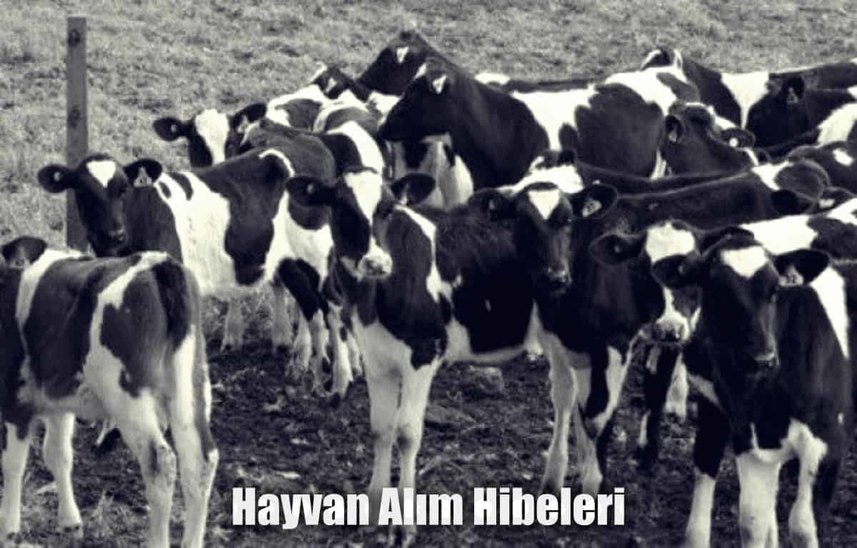 Hayvan Alımı Hibeleri