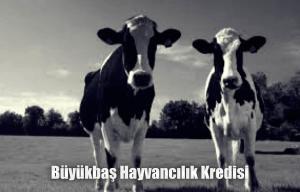 Büyükbaş Hayvancılık Kredileri