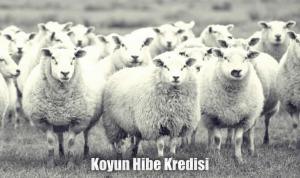 Koyun hibe kredisi veren bankalar